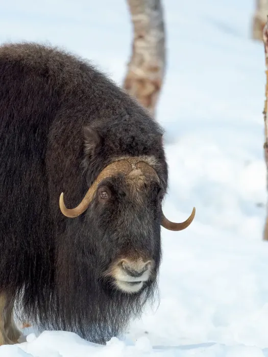 Framed Print : Female muskox in deep snow during winter. Scandinavia, Norway, Bardu, Polar Park