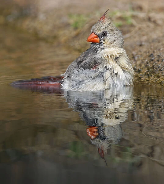 Female northern cardinal bathing. Rio Grande Valley, Texas