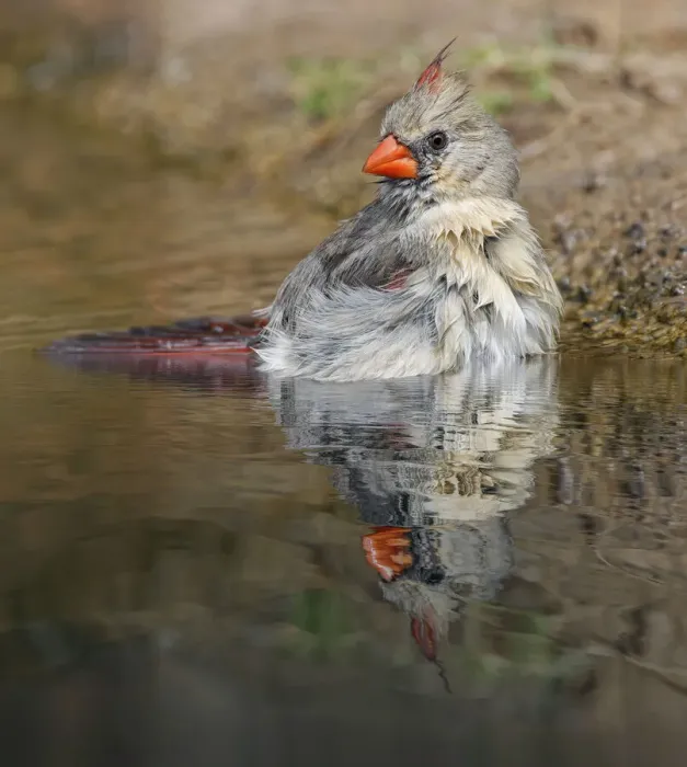 Framed Print : Female northern cardinal bathing. Rio Grande Valley, Texas Framed Print : Female northern cardinal bathing. Rio Grande Valley, Texas