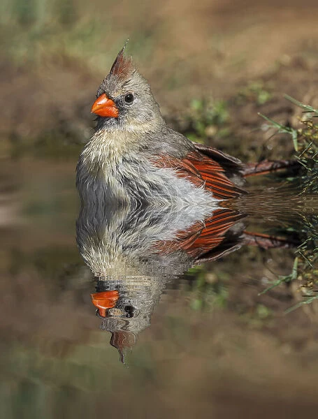 Female northern cardinal bathing and reflection on small pond. Rio Grande Valley, Texas