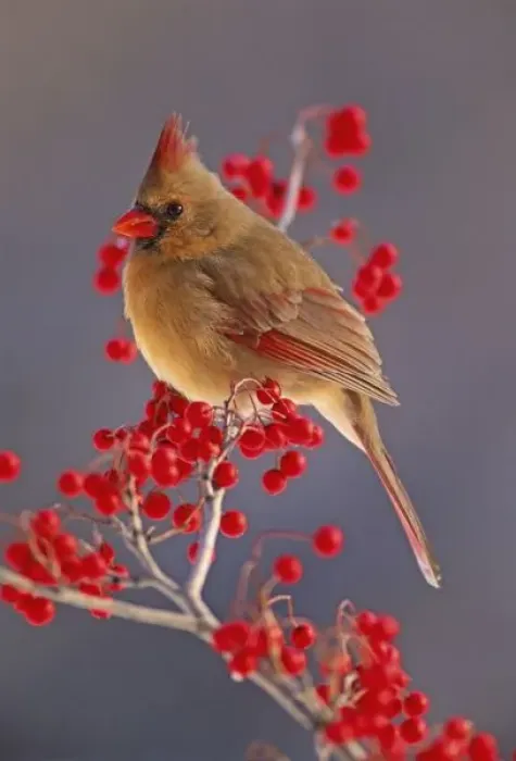 Framed Print : Female Northern Cardinal among hawthorn berries, Cardinalis Framed Print : Female Northern Cardinal among hawthorn berries, Cardinalis