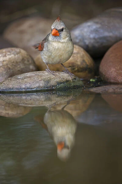 Female northern cardinal and reflection on small pond in the desert and reflection, Rio Grande Valley, Texas
