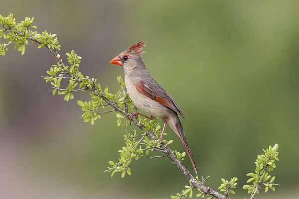 Female Northern Cardinal. Rio Grande Valley, Texas