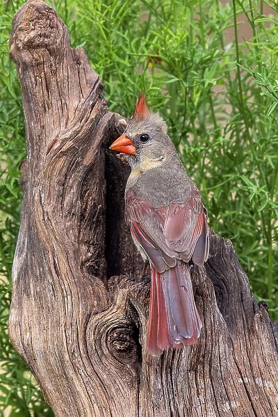 Female Northern Cardinal, Rio Grande Valley, Texas