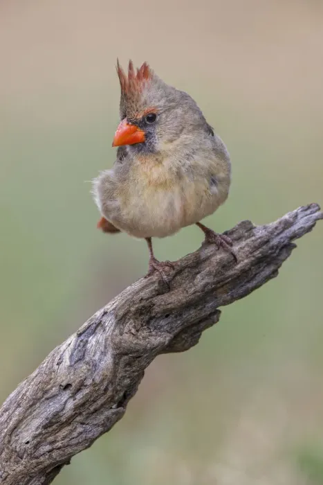 Framed Print : Female Northern Cardinal. Rio Grande Valley, Texas Framed Print : Female Northern Cardinal. Rio Grande Valley, Texas