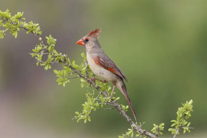 Framed Print : Female Northern Cardinal. Rio Grande Valley, Texas Framed Print : Female Northern Cardinal. Rio Grande Valley, Texas