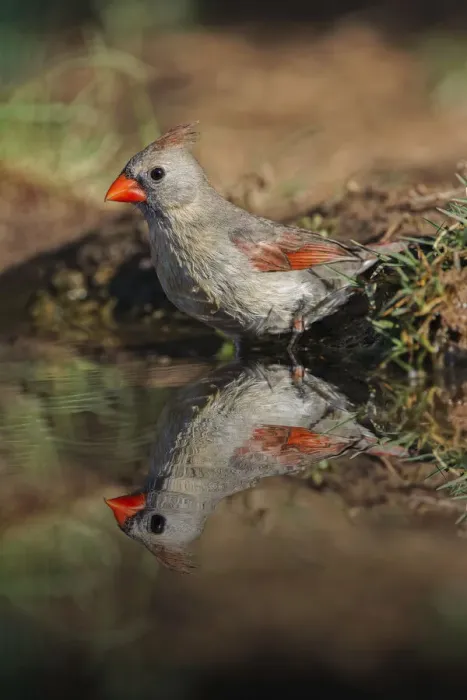 Framed Print : Female northern cardinal standing on edge of small pond with reflection. Rio Grande Valley, Texas Framed Print : Female northern cardinal standing on edge of small pond with reflection. Rio Grande Valley, Texas
