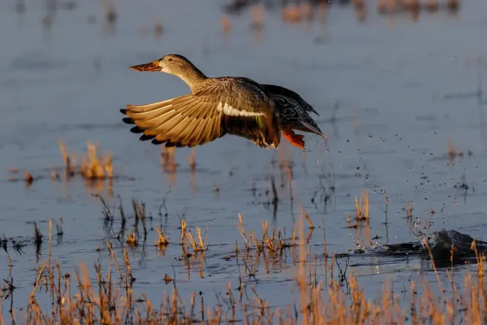 Framed Print : Female Northern shoveler flying. Bosque del Apache National Wildlife Refuge, New Mexico Framed Print : Female Northern shoveler flying. Bosque del Apache National Wildlife Refuge, New Mexico