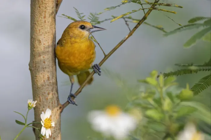 Framed Print : Female Orchard oriole, South Padre Island, Texas