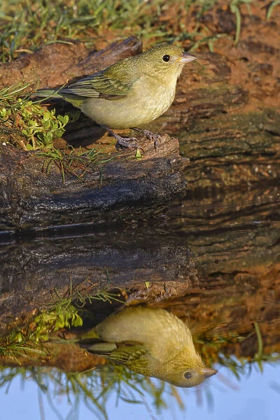 Female Painted bunting and reflection in small pond, Rio Grande Valley, Texas
