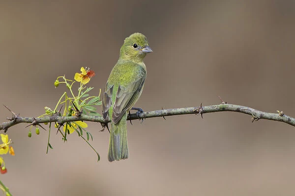 Female Painted bunting. Rio Grande Valley, Texas