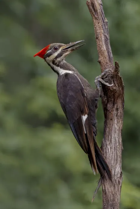 Framed Print : Female pileated woodpecker Framed Print : Female pileated woodpecker