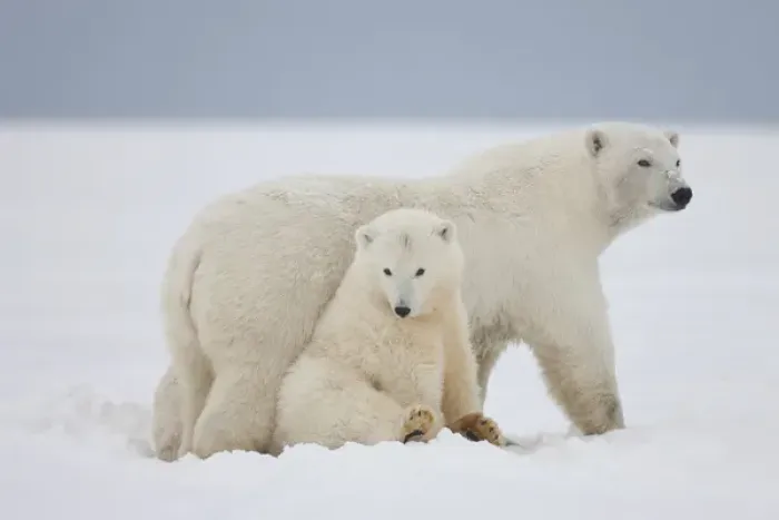 Framed Print : A female polar bear and her two cubs sit together on the ice, on the Beaufort Sea coastline in ANWR