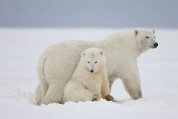 A female polar bear and her two cubs sit together on the ice, on the Beaufort Sea coastline in ANWR