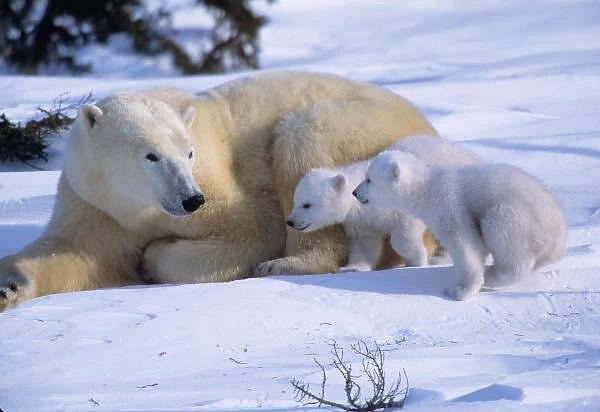 Female Polar Bear Lying Down with 2 coys(cubs of the year) Running Toward Her, Canada