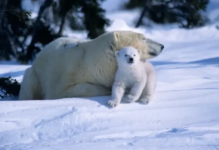 Framed Print : Female Polar Bear lying down with cub or coy under chin, Canada, Manitoba, Churchill Framed Print : Female Polar Bear lying down with cub or coy under chin, Canada, Manitoba, Churchill