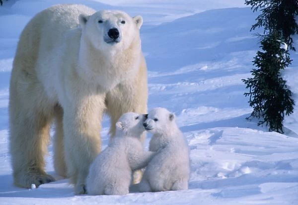 Female Polar Bear Standing with 2 Cubs at her feet, Canada, Manitoba, Churchill