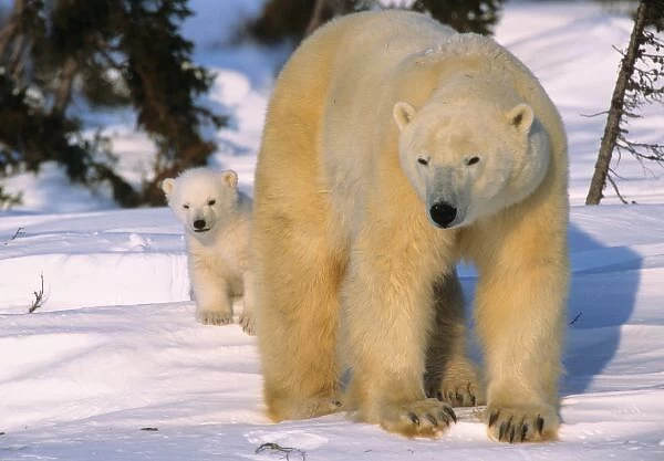Female Polar Bear Standing with one cub or coy behind, Canada, Manitoba, Churchill