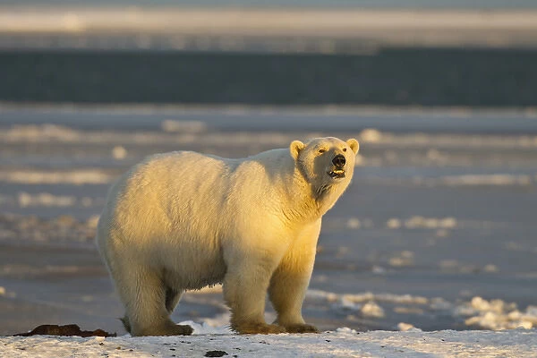 A female polar bear stands on a snow covered beach at sunset, on the coast of ANWR