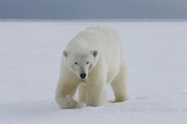 A female polar bear walks along the edge of the Beaufort Sea ice pack, in ANWR, Northern
