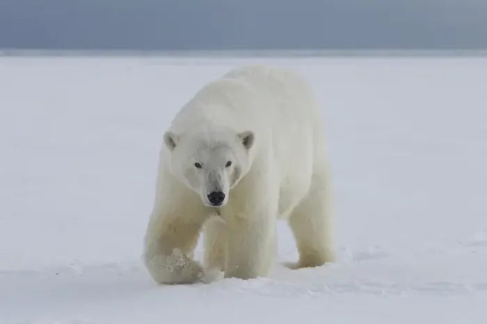 Framed Print : A female polar bear walks along the edge of the Beaufort Sea ice pack, in ANWR, Northern