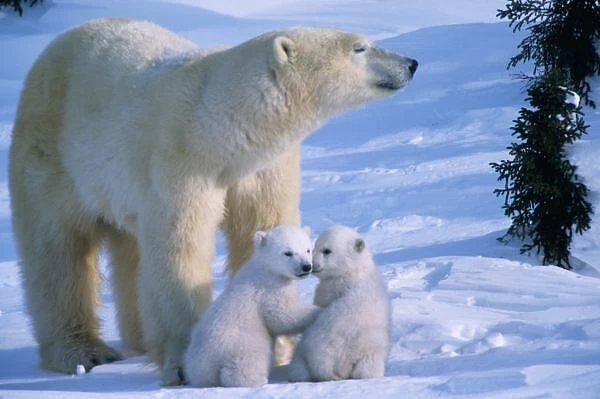 Female Polar Standing with two 3 month old cubs at her feet, Canada, Manitoba, Churchill