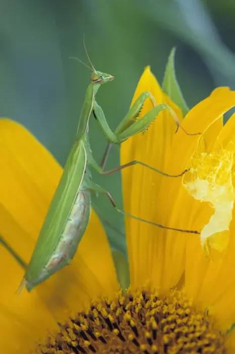 Framed Print : Female praying mantis with egg sac on sunflower Framed Print : Female praying mantis with egg sac on sunflower