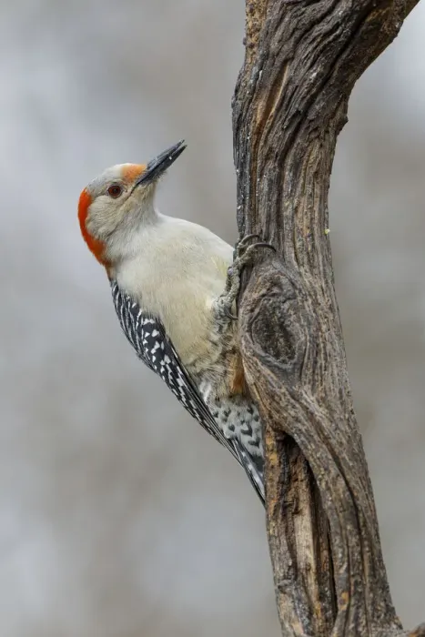 Framed Print : Female Red-bellied woodpecker and red berries, Kentucky Framed Print : Female Red-bellied woodpecker and red berries, Kentucky