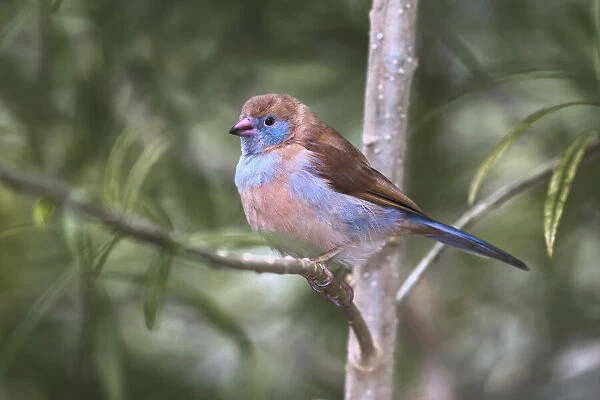 Female Red-cheeked cordon-bleu