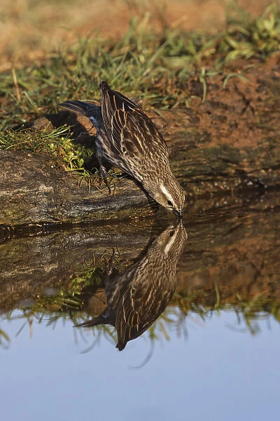 Female red-winged blackbird drinking water and reflection on small pond. Rio Grande Valley, Texas