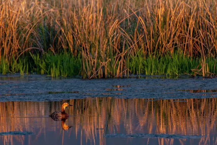 Framed Print : Female redhead duck at Ninepipe National Wildlife Refuge near Ronan, Montana, USA. (Editorial Use Only) Framed Print : Female redhead duck at Ninepipe National Wildlife Refuge near Ronan, Montana, USA. (Editorial Use Only)