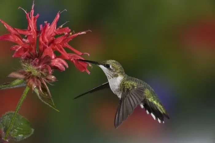 Framed Print : Female Ruby-throated Hummingbird feeding on flower, Louisville, Kentucky Framed Print : Female Ruby-throated Hummingbird feeding on flower, Louisville, Kentucky