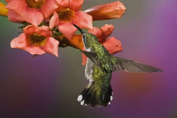 Framed Print : Female Ruby Throated Hummingbird in flight, Archilochus colubris, Kentucky Framed Print : Female Ruby Throated Hummingbird in flight, Archilochus colubris, Kentucky