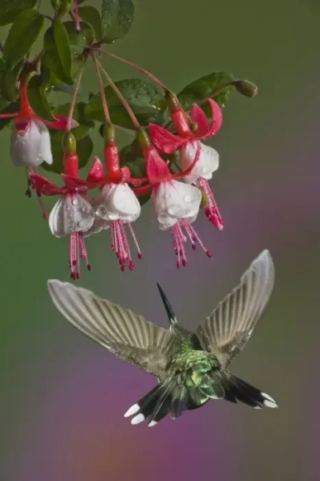 Framed Print : Female Ruby Throated Hummingbird in flight, Archilochus colubris, Kentucky