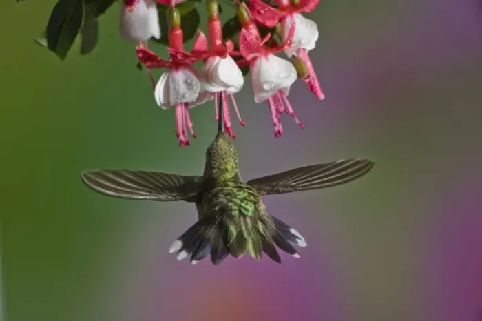 Framed Print : Female Ruby throated Hummingbird in flight Framed Print : Female Ruby throated Hummingbird in flight