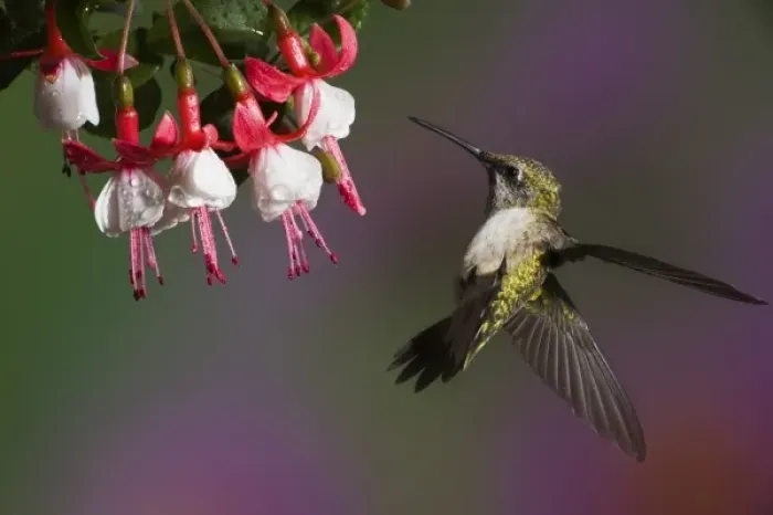 Framed Print : Female Ruby throated Hummingbird in flight Framed Print : Female Ruby throated Hummingbird in flight