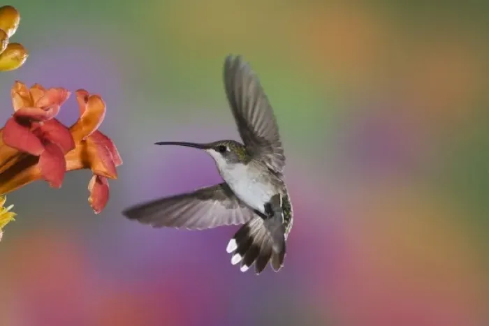 Framed Print : Female Ruby Throated Hummingbird in flight, Archilochus colubris, Kentucky Framed Print : Female Ruby Throated Hummingbird in flight, Archilochus colubris, Kentucky