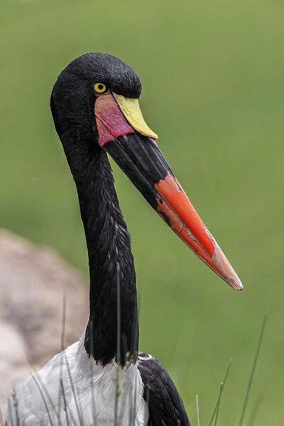 Female Saddle-billed stork