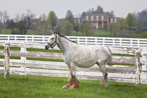 Female thoroughbred and foal, Donamire Horse Farm, Lexington, Kentucky