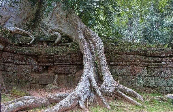 Female tourists with overgrown Banyan tree at Ta Prohm near Angkor Wat in Siem Reap