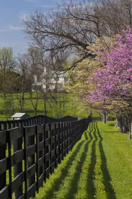 Framed Print : Fence and dogwood and redbud trees in early spring, Lexington, Kentucky Framed Print : Fence and dogwood and redbud trees in early spring, Lexington, Kentucky