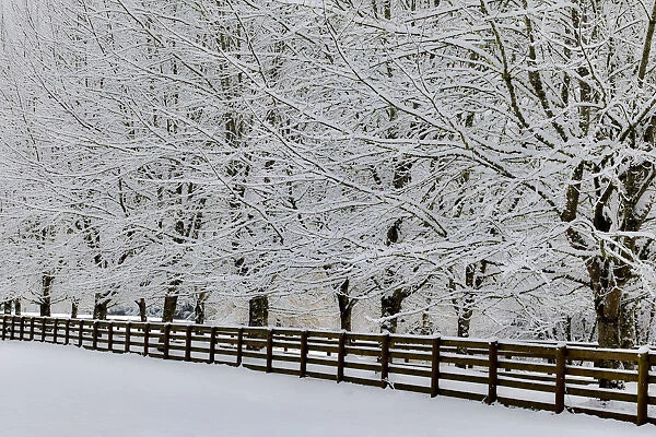 Fence line and fresh snow with trees covered in snow