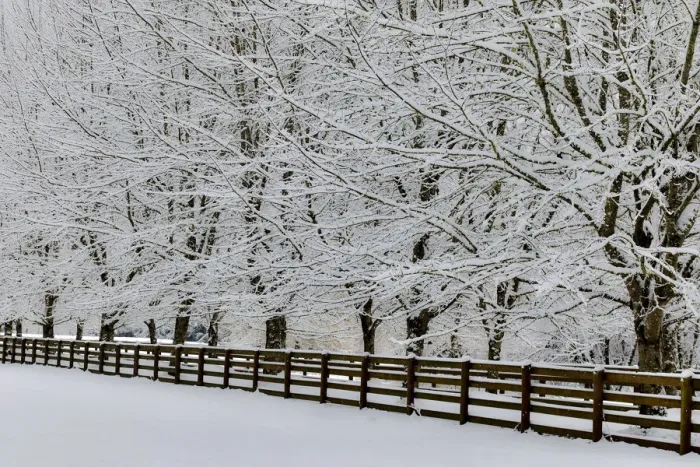 Framed Print : Fence line and fresh snow with trees covered in snow Framed Print : Fence line and fresh snow with trees covered in snow