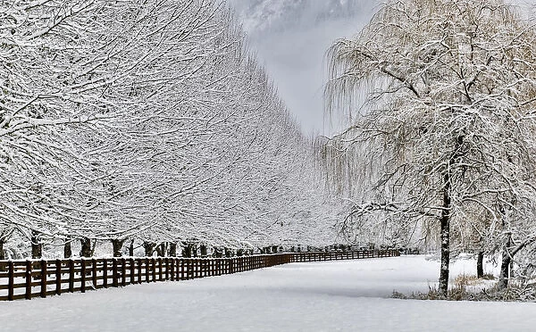 Fence line and fresh snow with trees covered in snow