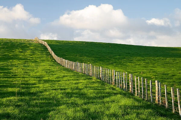 Fence Line and Paddock, near Wanganui, North Island, New Zealand