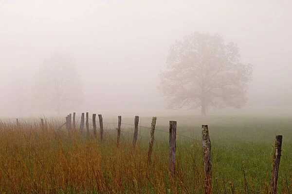 Fence and trees in foggy meadow Cades Cove Great Smoky Mountains N. P. TN