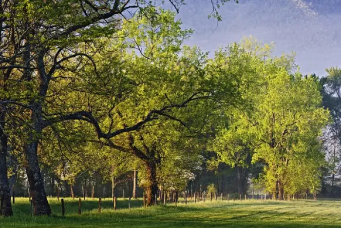 Framed Print : Fence and trees along Sparks Lane at sunrise, Cades Cove, Great Smoky Mountains National Park Framed Print : Fence and trees along Sparks Lane at sunrise, Cades Cove, Great Smoky Mountains National Park