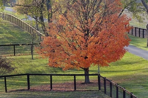 Fences and red maple tree in autumn, near Lexington, Kentucky