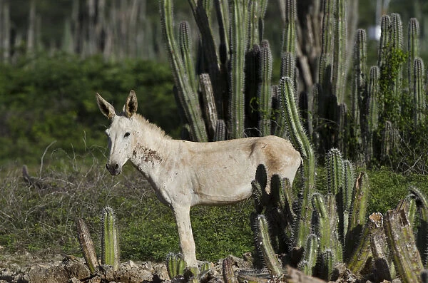 Feral Donkey or Ass (Equus africanus asinus) in Cactus scrub eco-system