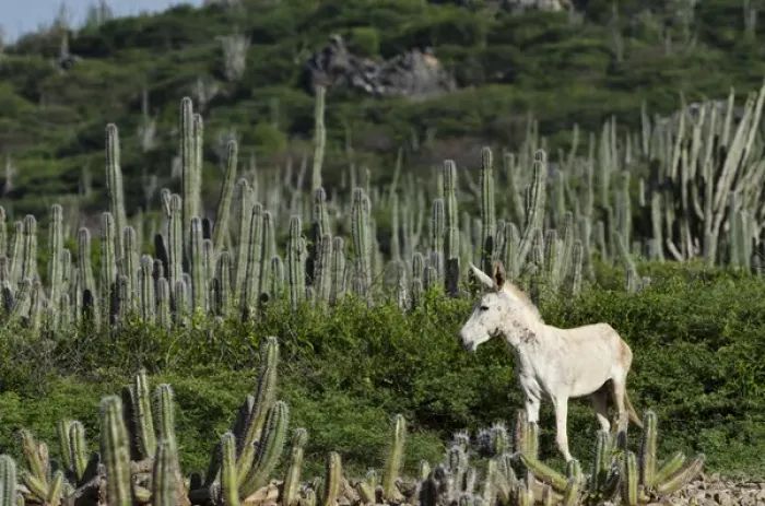 Framed Print : Feral Donkey or Ass (Equus africanus asinus) in Cactus scrub eco-system Framed Print : Feral Donkey or Ass (Equus africanus asinus) in Cactus scrub eco-system